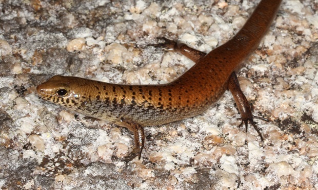Cape Melville Rainbow skink