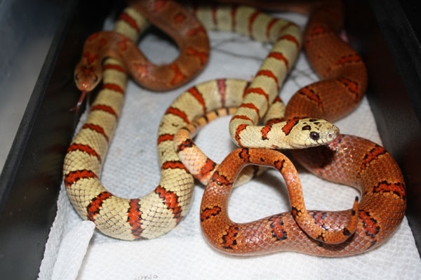 Mexican kingsnake