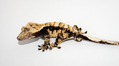 Calico crested gecko