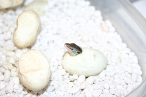 spiny-tailed ackie monitor