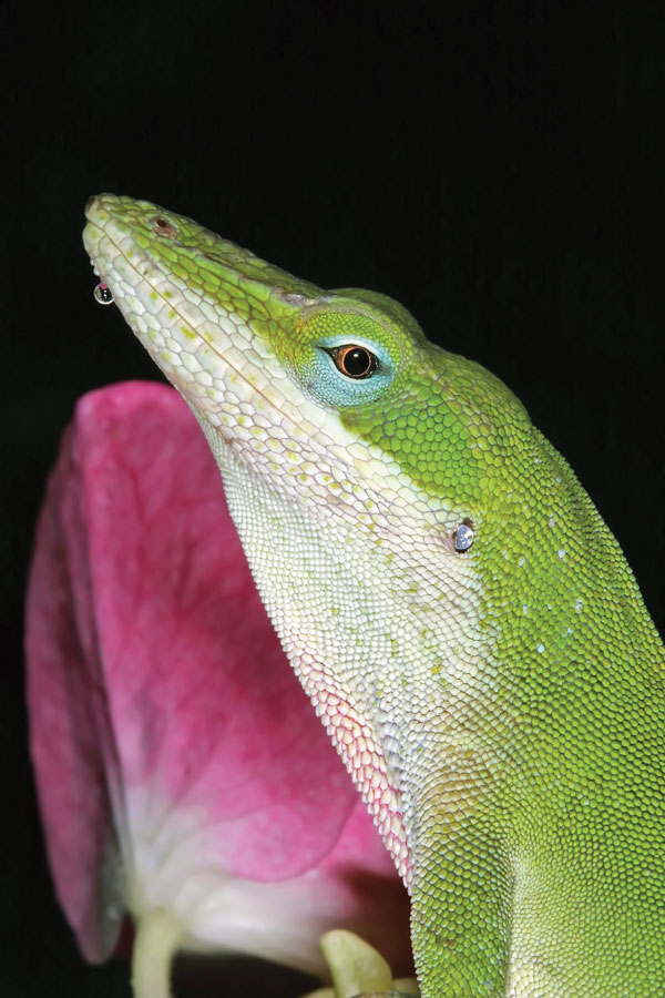 green anole