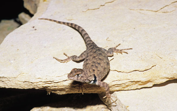 Big Bend Canyon Lizard