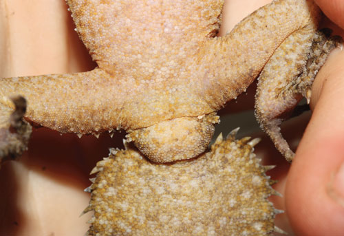 broad-leaf-tailed geckos