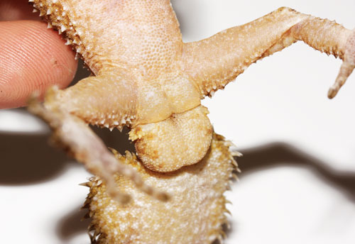 broad-leaf-tailed gecko