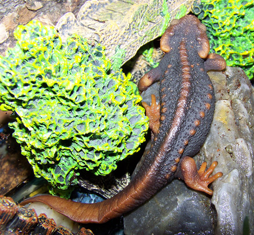 Crocodile newts