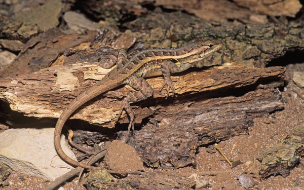 Rose bellied lizard