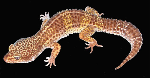 Rosie, the albino leopard gecko, was born by Bubba, pictured here