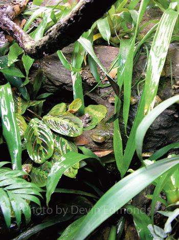 amazon milk frog habitat