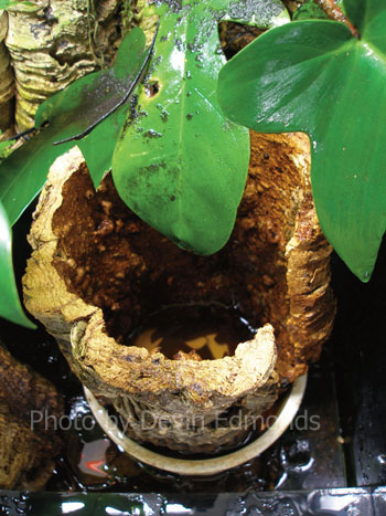 Amazon milk frog