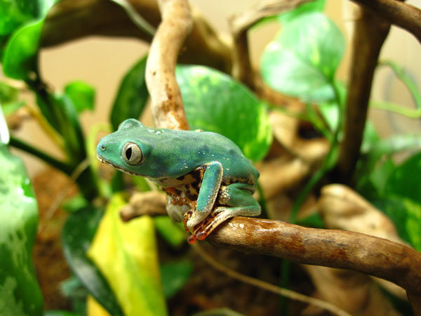 tiger leg monkey frog