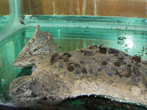 Surinam underwater toad