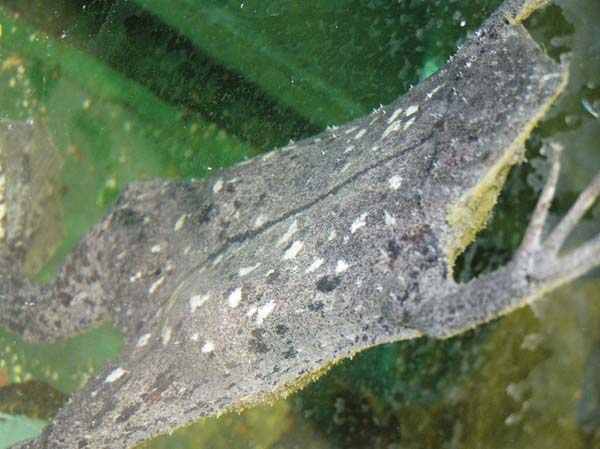 surinam underwater toad