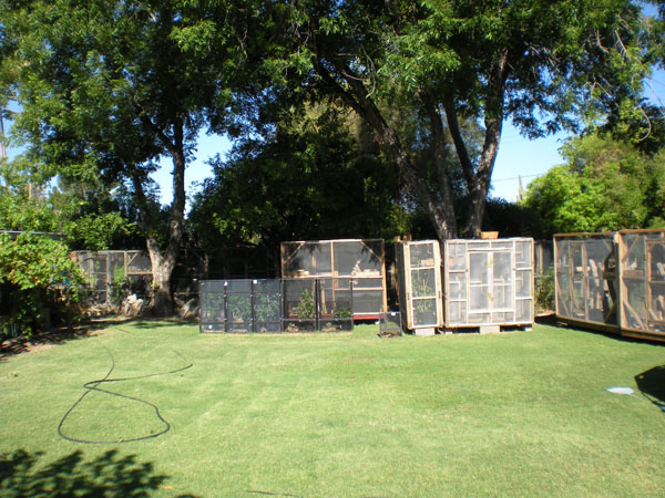 Outdoor cages are ideal for spiny-tailed iguanas