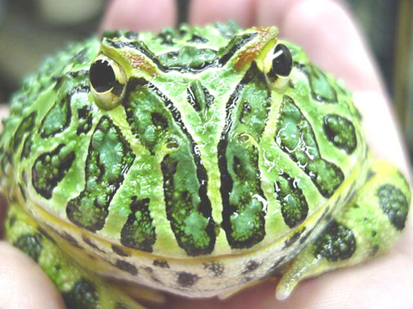 Argentine horned frog