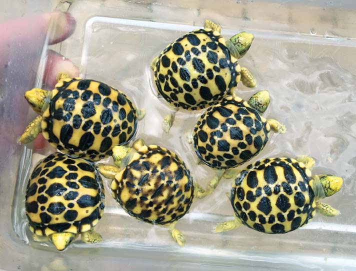 Burmese star tortoise hatchlings