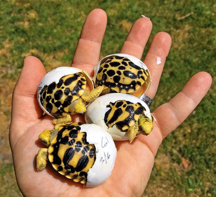 hatchling Burmese star tortoise