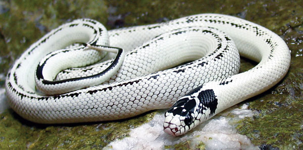 California kingsnake