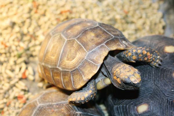 Yellow-footed tortoise