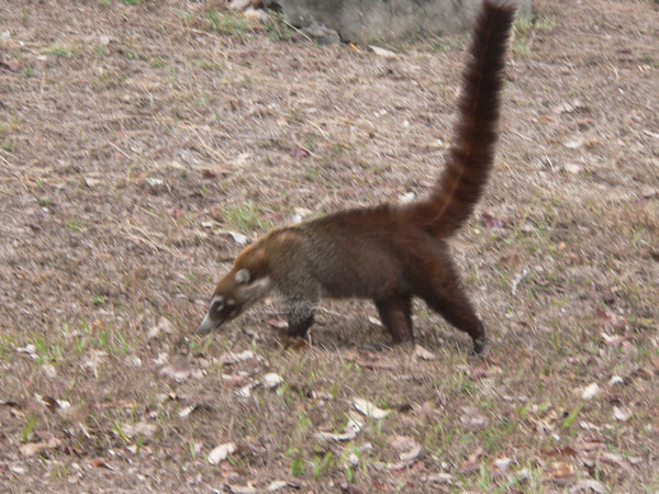 coatimundi