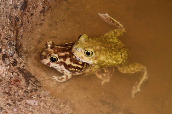 Couch's spadefoot toad