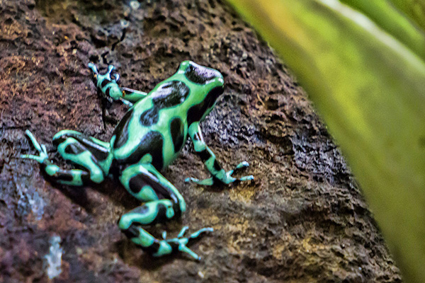 green and black poison frog