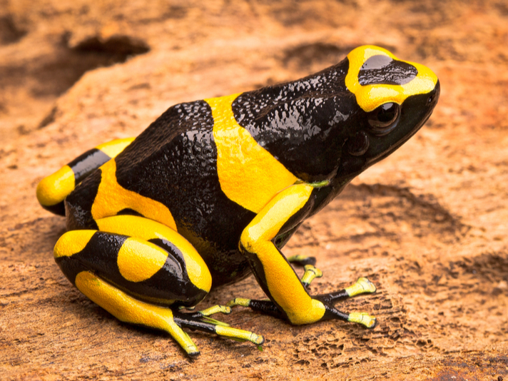 Dendrobates leucomelas