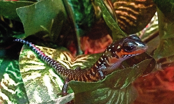 African fire skink