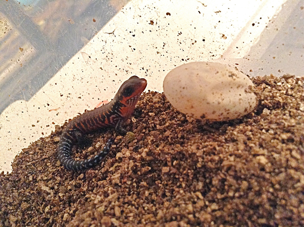 African fire skink