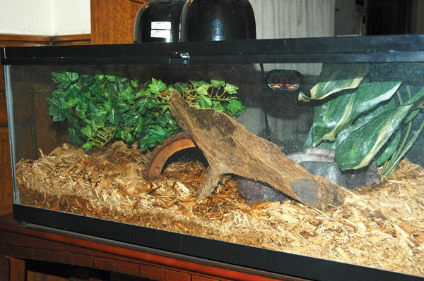 Fire skink enclosure