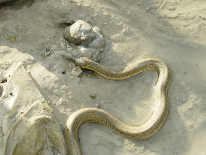 Crab eating water snake