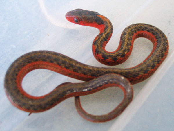 garter snake