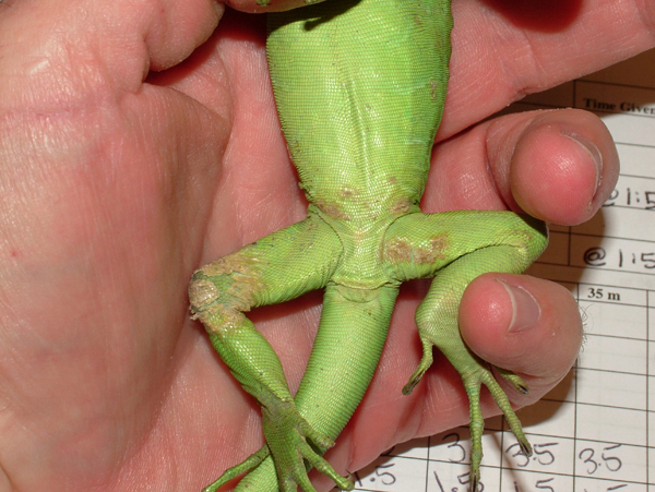 Green iguana with CANV