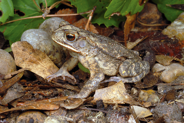 Gulf Coast Toad