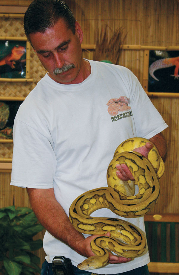 Handling a sunfire reticulated python