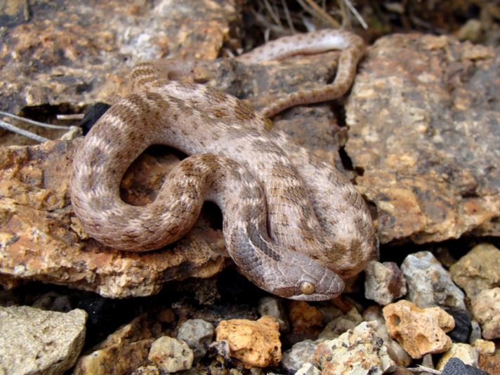 Texas night snake