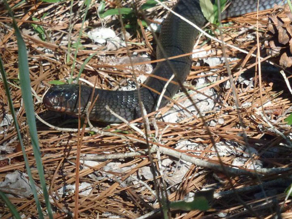 Indigo snake in pine forest