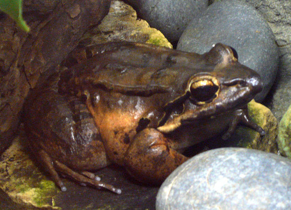 Mountain Chicken Frog