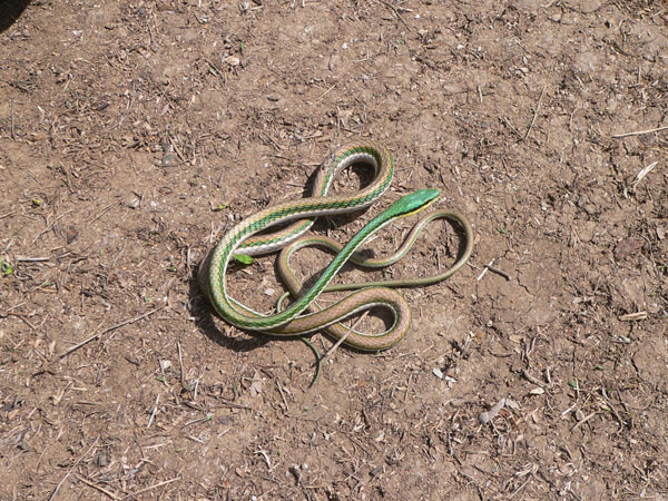 Parrot snake