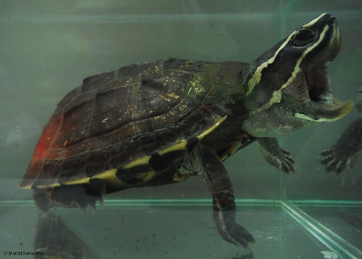 Malayemys isan, a snail-eating turtle new to science