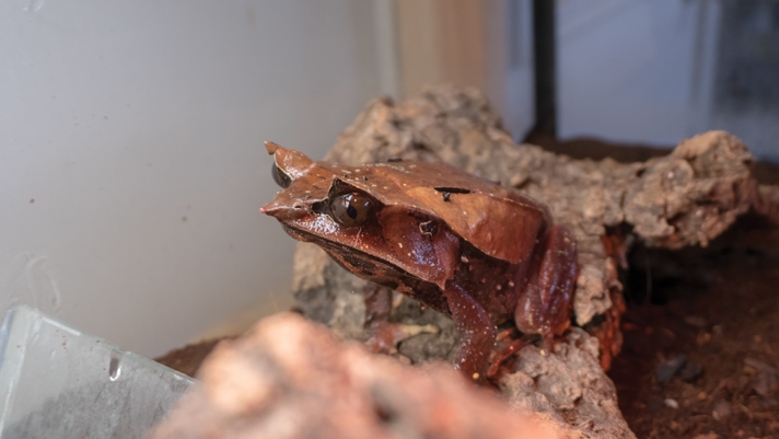 Malaysian horned frog