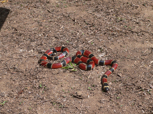 Micrurus nigrocenctus