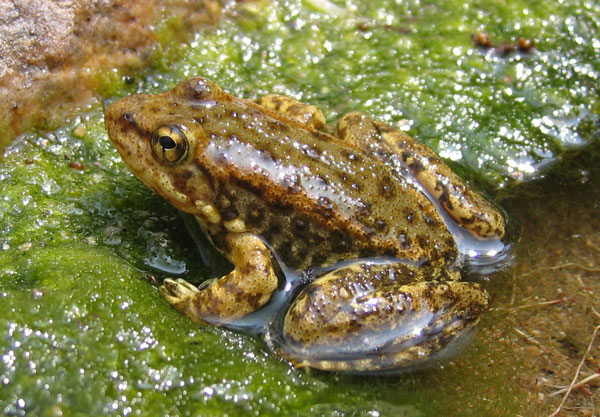 mountain yellow legged frog