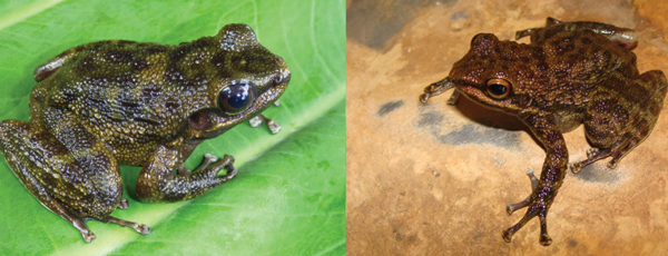 Odontobatrachus smithi