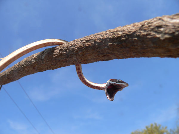 vine snake