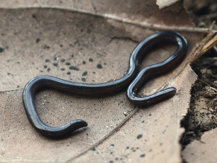 Brahminy blind snake