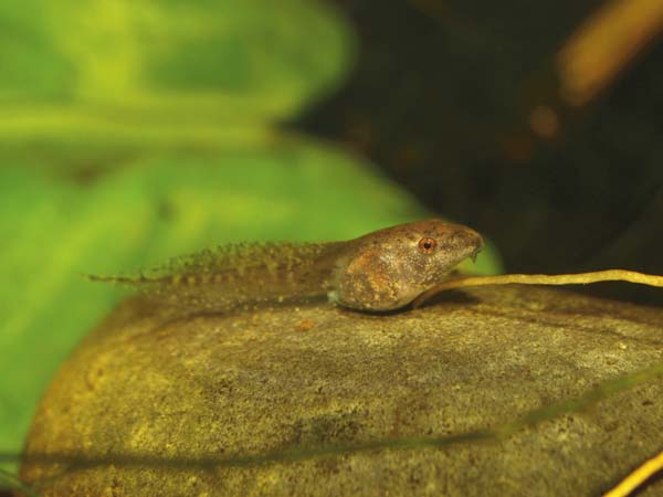 reed frog tadpole