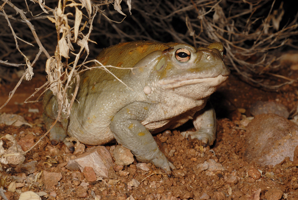 sonoran desert toad