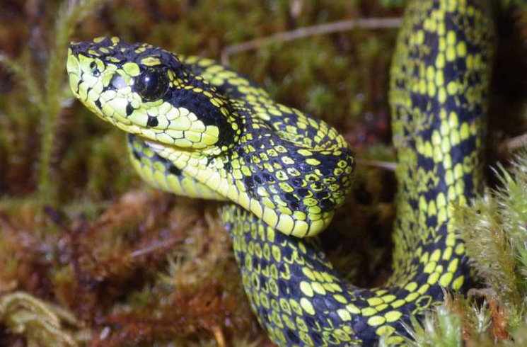 Talamancan Palm-Pit viper