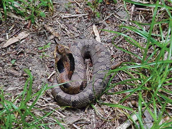 Texas Hognose snake