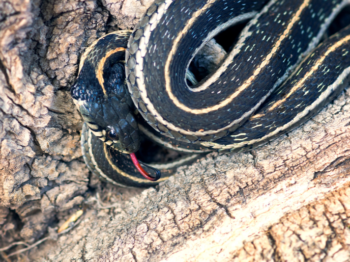northern Mexican garter snake